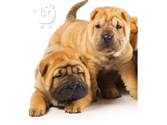 PoulaTo: Shar Pei καθαρόαιμα επιλογής